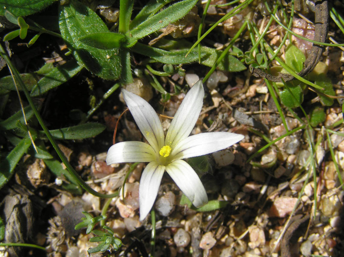 Romulea columnae e R. ligustica